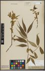 Foto von Salix alba L. x Salix fragilis L.